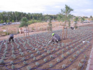Instalación de riego 